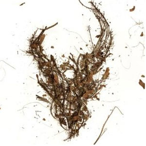 Disco Death A Destination de Demon Hunter