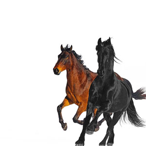 Disco Old Town Road [Remix] de Lil Nas X