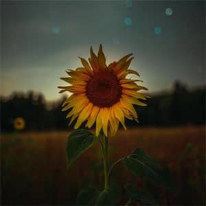 Álbum New Beginnings de Nav