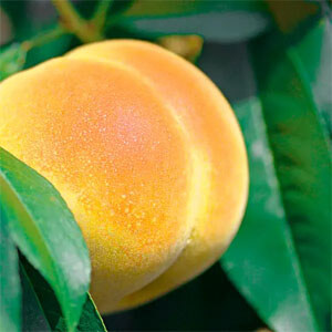 Disco Durazno de Soires Naes